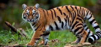 Bolivia’s Hidden Gem: The Discovery of the Tilcayo Tiger Cat