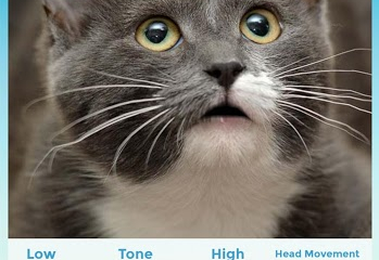 My Talking Pet Screenshot №2