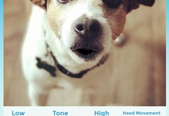 My Talking Pet Screenshot №3